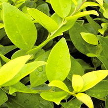 安徽省黃山綠源農林開發產品展示 花卉世界網精選