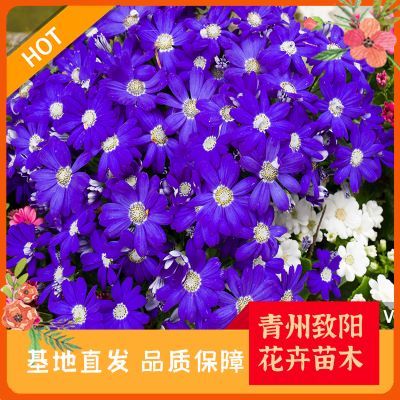 綠意盎然，生機(jī)無限 探索苗木種植的奧秘與價(jià)值