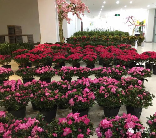 年宵花市盛典 精品花卉集中展銷與文創(chuàng)平價(jià)搶購指南