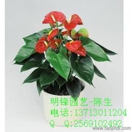 花卉植物市場(chǎng)全攻略 從供應(yīng)批發(fā)到價(jià)格選購一站式指南