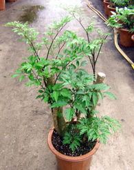 廣州森源花卉 專業(yè)苗木種植，打造花卉世界優(yōu)質(zhì)產(chǎn)品展示